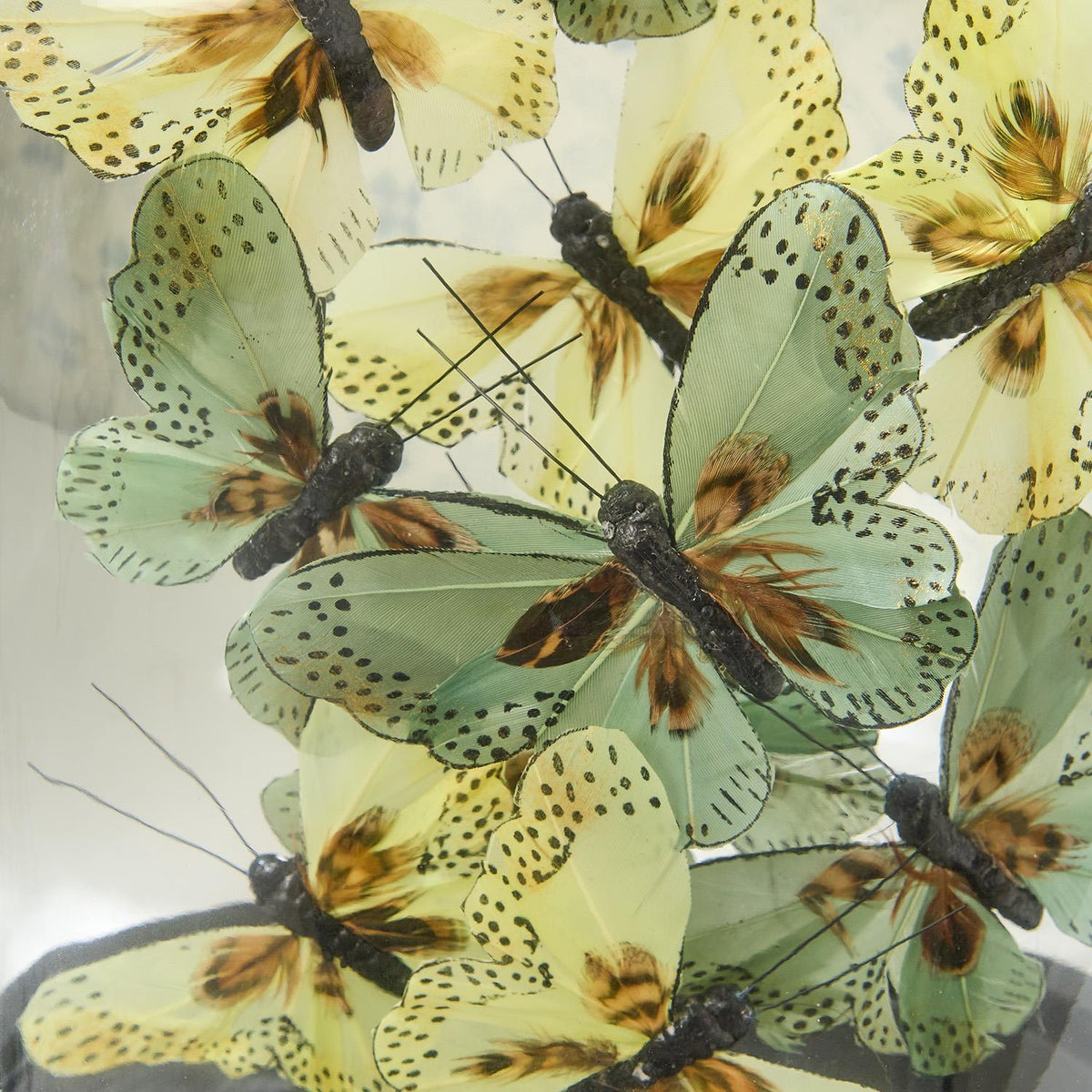 Butterflies in Oval Dome