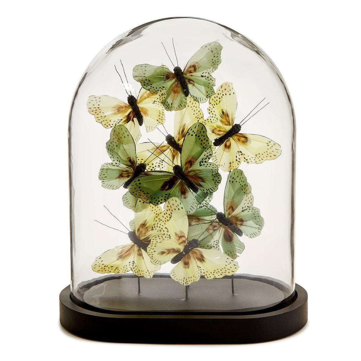 Butterflies in Oval Dome